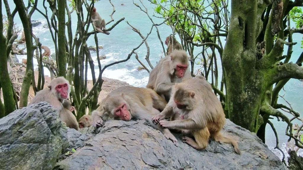 Exploring behavioral variation in a non-captive animal population