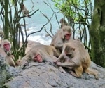 Exploring behavioral variation in a non-captive animal population