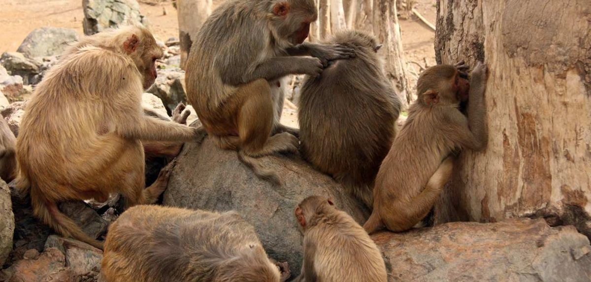 More sociable monkeys have higher abundance of friendly gut microbes