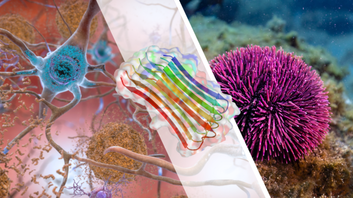 TWIN2PIPSA, a new European project funded with €1.2 million, will support leading research and intensive training in the biochemistry and biophysics of protein folding, with implications and applications in biomedicine and biotechnology.