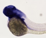 A gene’s function in embryonic development
