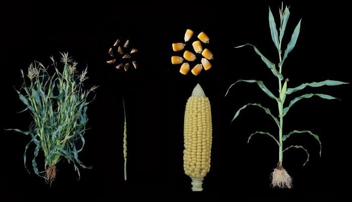 The genetic mechanisms that induce protein decline in modern maize