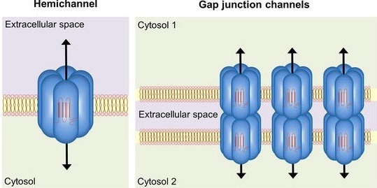 Tackling epilepsy with a potential new drug