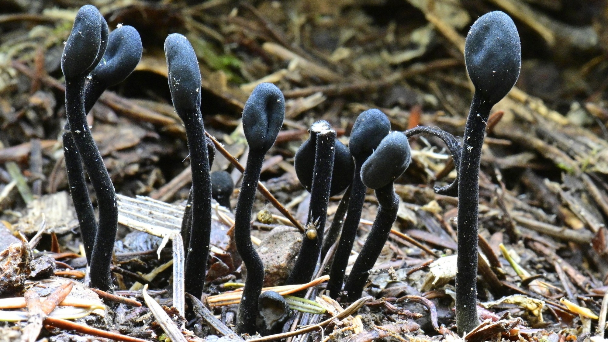 Resolving evolutionary origins of the platypus of fungi