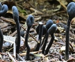 Resolving evolutionary origins of the platypus of fungi