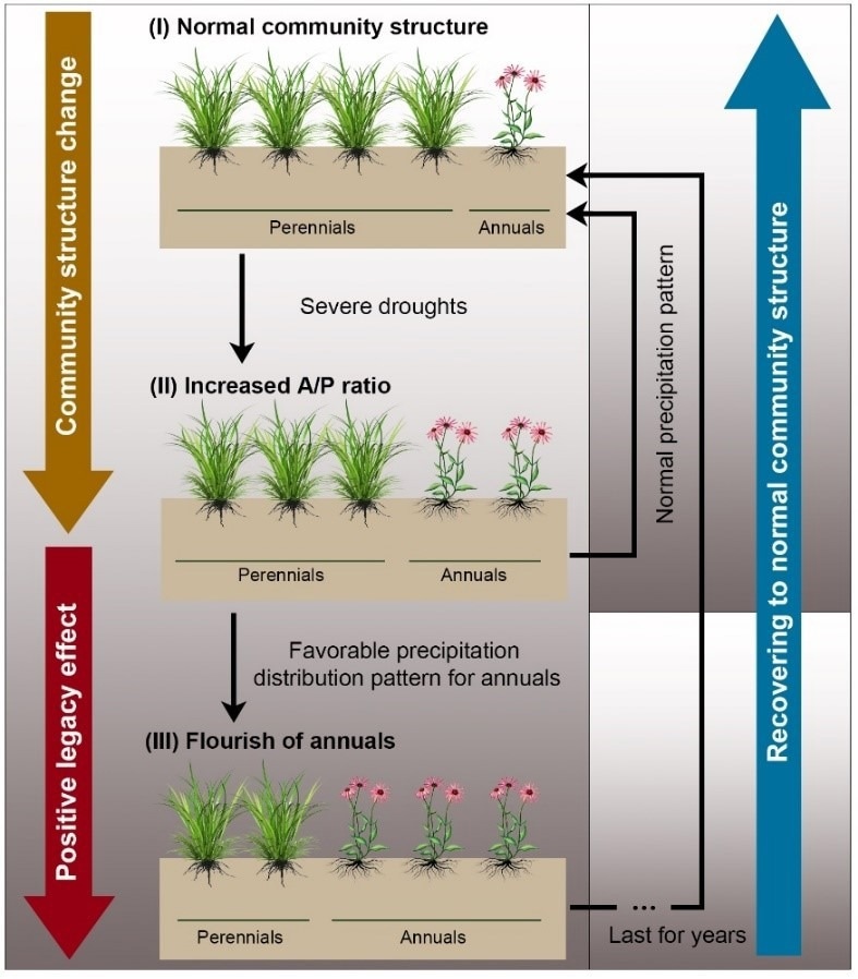 Extreme drought-induced change might have strong positive legacy effects