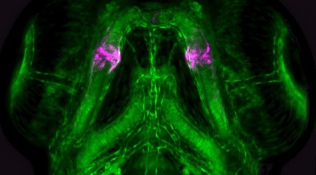 Gaining better insights into the origins of jaws by DNA sequence