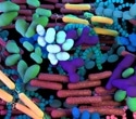 Acute infection disrupts the healthy balance between the good and bad gut microbes