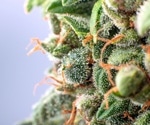 The analysis of pesticide residues in cannabis and hemp products