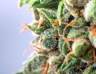 The analysis of pesticide residues in cannabis and hemp products