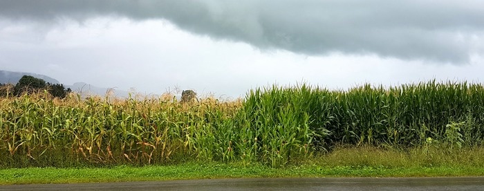 Breeding experiment to uncover genes that encourage plants to cooperate