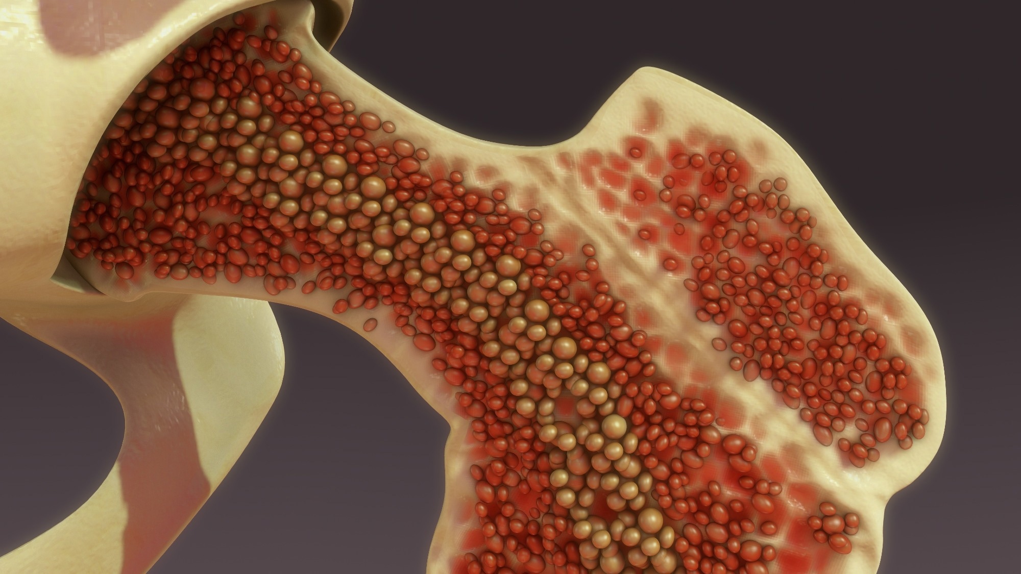 Molecular regulation underlying emergency hematopoiesis uncovered