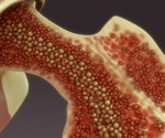 Molecular regulation underlying emergency hematopoiesis uncovered