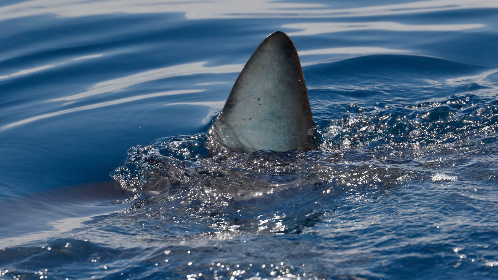 3D imaging of shark embryos reveals evolution of pelvic fins 3D imaging of shark embryos reveals evolution of pelvic fins