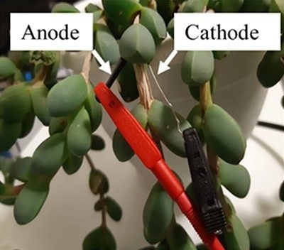 Living “bio-solar cell” runs on photosynthesis