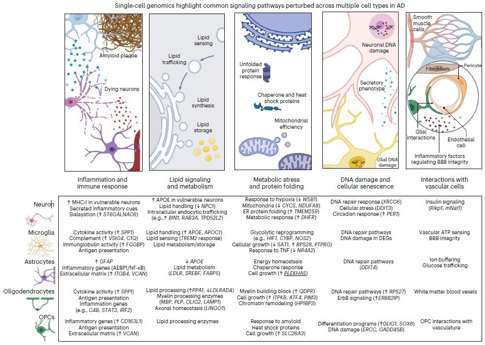 New technologies reveal cross-cutting breakdowns in Alzheimer’s disease