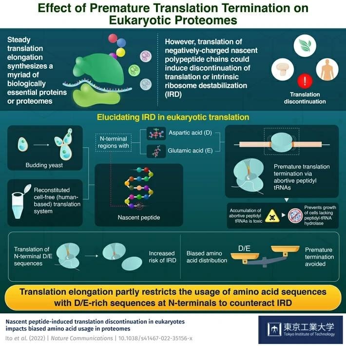 Novel insights into the elongation dynamics of eukaryotic cells