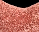 Investigating the molecular mechanisms that govern cilia force sensing