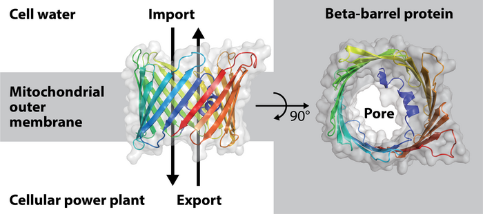 Elucidation of mitochondrial membrane pore formation
