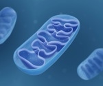 Elucidation of mitochondrial membrane pore formation