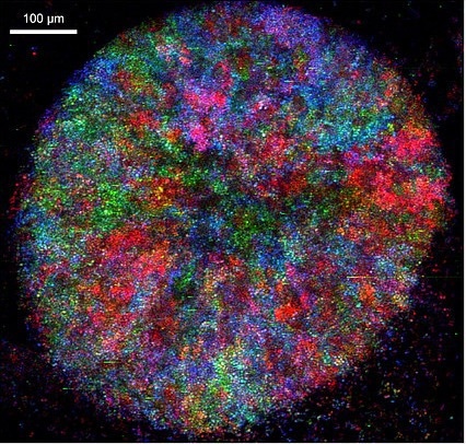 Analyzing the success rate of cell-cell metabolite exchange