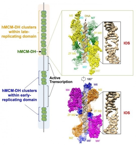 Effective anticancer strategy for selective killing of cancer cells