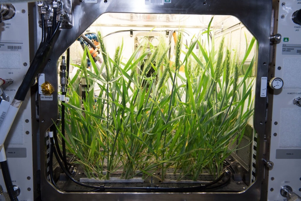 Designing plants through more-sophisticated genetic editing