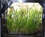 Designing plants through more-sophisticated genetic editing