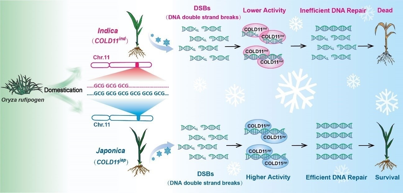 Chilling tolerance trait in rice with the codon repeats at a single site
