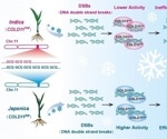 Chilling tolerance trait in rice with the codon repeats at a single site