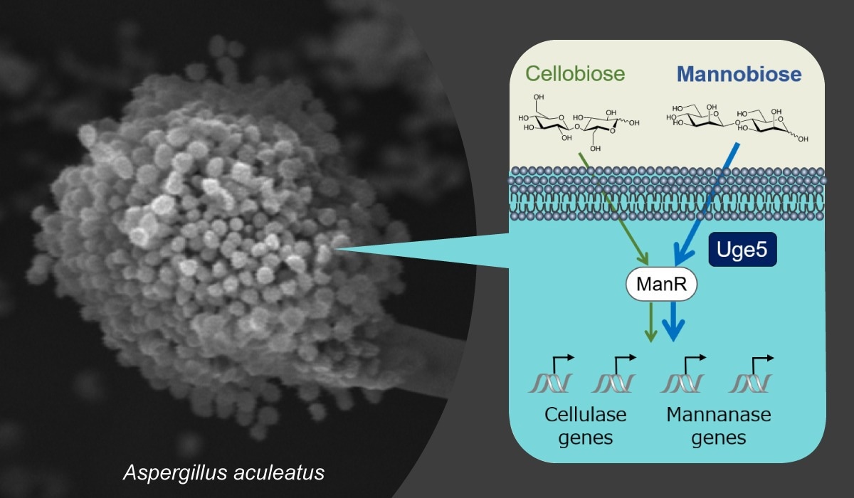 Analyzing the regulatory mechanisms of enzyme production in mold