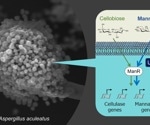 Analyzing the regulatory mechanisms of enzyme production in mold