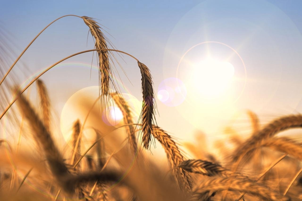 Breeding climate-proof crops aided by exotic wheat DNA