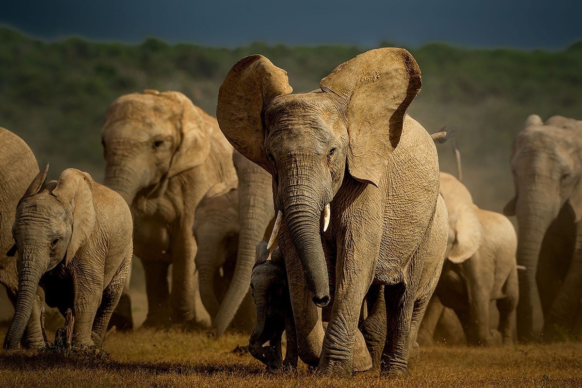 Quicker and affordable method of extracting DNA from elephant dung
