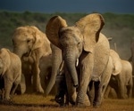 Quicker and affordable method of extracting DNA from elephant dung
