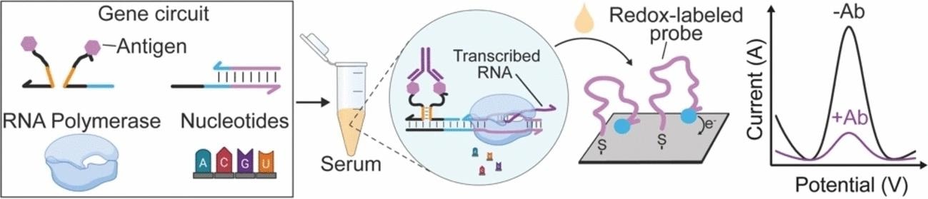 Electrochemical biosensor for detecting antibodies