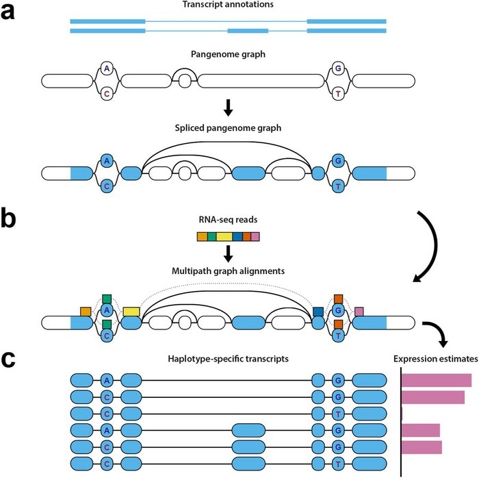 New toolkit enables researchers to map an individual’s RNA data to a much richer reference