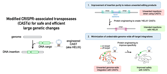 Potential to rectify various disease-causing mutations enhanced by CRISPR-based enzymes