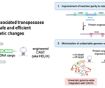 Potential to rectify various disease-causing mutations enhanced by CRISPR-based enzymes