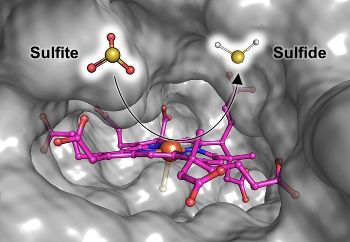 How do methanogens grow on toxic sulfite?