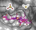 How do methanogens grow on toxic sulfite?