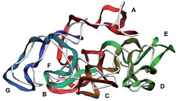 Native genome model of a “live” virus replicated