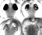 Enhancing the efficacy of CRISPR/Cas9 and related methods