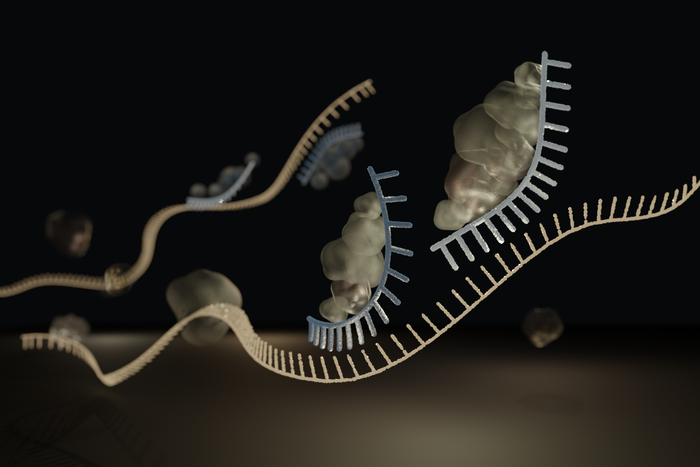 MicroRNA’s influence on lupus disease inflammation
