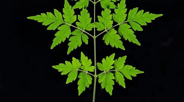 Uncovering the secret of how plants make limonoids