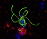 Effective new drugs to reduce the massive number of malaria cases
