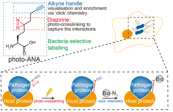 Novel chemical tool reveals how bacteria adapt to the host environment