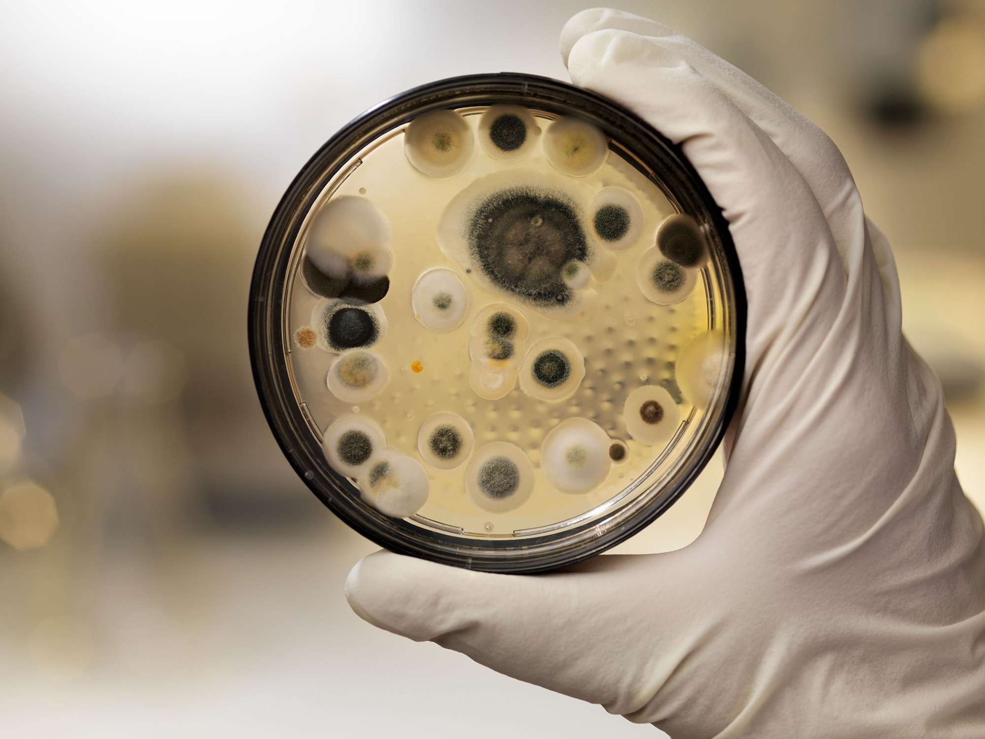 Clinically approved fungal vaccine protects against fungal infections