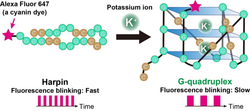 RNA-G quadruplexes in living cells: A real-time study