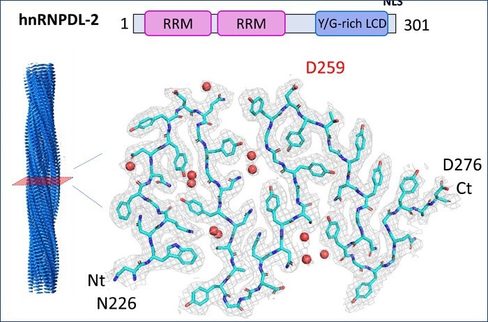 Structure of amyloid fibers formed by the protein hnRNPDL-2 determined